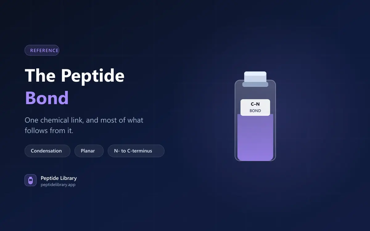 The Peptide Bond: What Actually Holds a Peptide Together — Peptide Library research guide