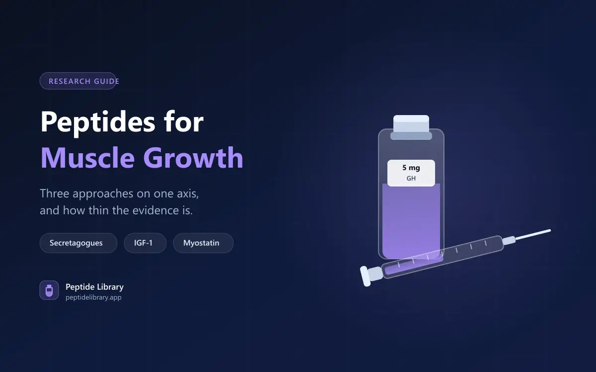 Peptides for Muscle Growth: Separating Mechanism From Evidence — Peptide Library research guide